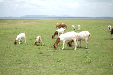 Goats eating grass on a pasture in farm. group of goats on the farm.