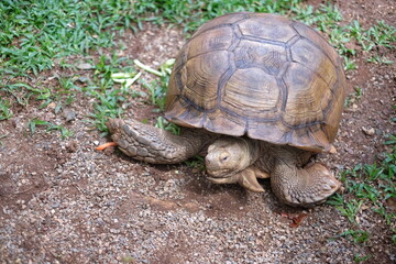 Close up of A Giant tortoise on grass. Giant tortoise resting in the garden, Slow life