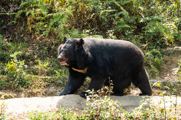 Huge black bear is walking in a grassy meadow in the forest 