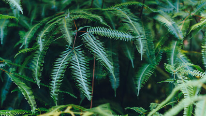 vegetation of the oldest rainforest in the world in Queensland Australia