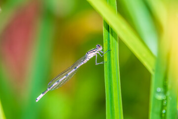 Small dragonfly Enallagma cyathigerum, the common blue damselfly, female. on a blade of grass