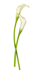 Calla flowers, beautiful flowers, illustration, botanical illustration, white flowers, transparent background, plants, two flowers, drawing, watercolor, decorative flowers ,fresh,sophistication 