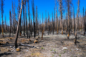 Charred forest of tree trunks and barren earth after forest fire