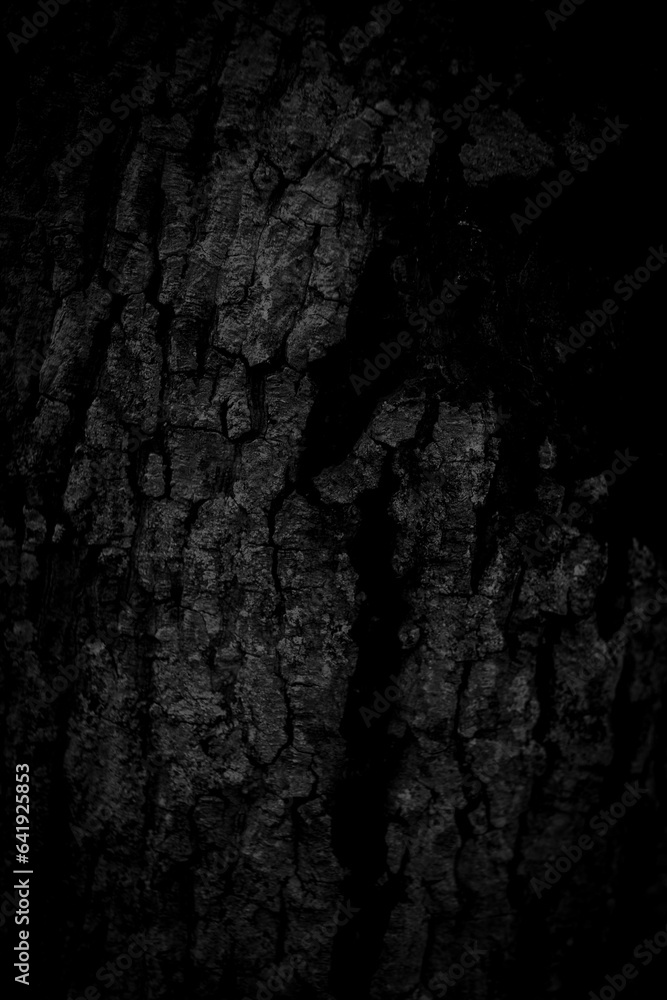 Poster black tree bark background natural beautiful old tree bark texture according to the age of the tree 