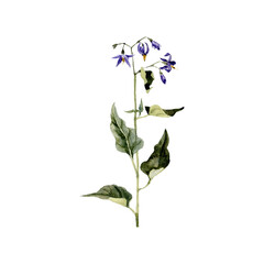 watercolor drawing plant of bittersweet nightshade with leaves and flowers, Solanum dulcamara isolated at white background, natural element, hand drawn botanical illustration