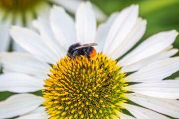 Obraz premium A closeup shot of a bee collecting pollen on a white echinacea flower