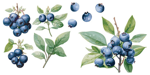 watercolor blueberry clipart for graphic resources - obrazy, fototapety, plakaty