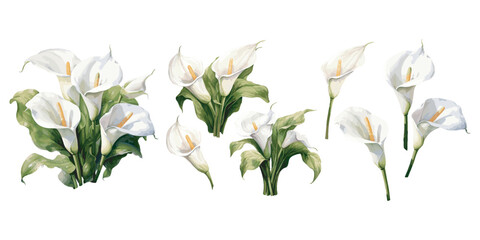 watercolor calla lily clipart for graphic resources - obrazy, fototapety, plakaty