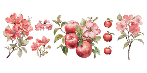 watercolor apple blossom clipart for graphic resources