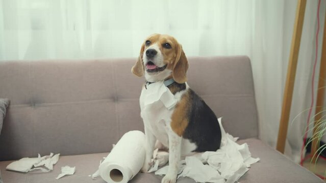 Little dog feeling guilty after play with tissue in living room. Dog wrapped in white toilet paper.