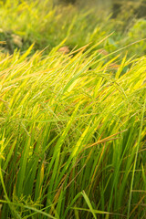 Close up of rice plant in rice field, Paddy rice