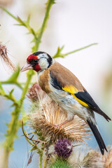 European goldfinch, feeding on the seeds of thistles. Carduelis carduelis.