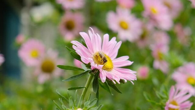 Growing autumn flowers. Pink asters bloomed in the garden in autumn. Bees and butterflies on autumn flowers