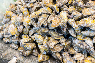 Oyster for sale in wet market