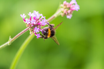 Bumble-bee sitting on Verbena purple flower in green garden