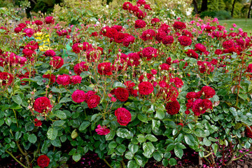 Naklejka premium A garden bed of red roses. Rosa 'Bordeaux' (Korelamba). A floribunda rose bred by Kordes Roses.
