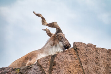 Close-up portrait of Markhor, Capra falconeri, wild goat native to Central Asia, Karakoram and the...