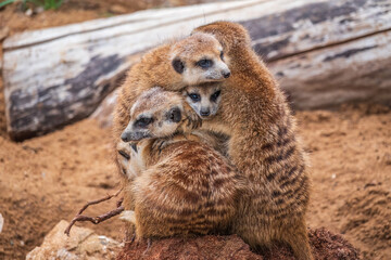 Fototapeta premium A group of cute meerkats. Meerkat Family are sunbathing.