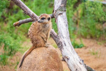 Fototapeta premium Meerkat, Suricata suricatta, on hind legs. Portrait of meerkat standing on hind legs with alert expression. Portrait of a funny meerkat sitting on its hind legs.