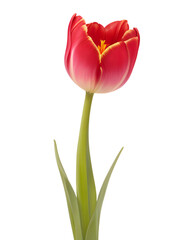Elegant Tulip Flower on a Graceful Long Stem with Lush Leaves, Captured in Isolation Against a Pristine White Background