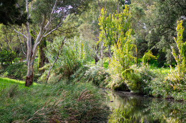 A view along the river bank of the River Torrens in Adelaide, South Australia