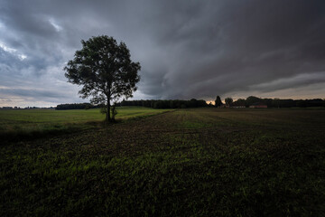tree in the field