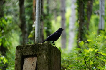 Birds of Bhutan, wildlife and nature. Travel, ecotourism, forests and nature in Bhutan