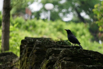 Birds of Bhutan, wildlife and nature. Travel, ecotourism, forests and nature in Bhutan