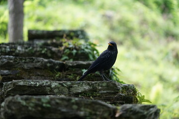 Birds of Bhutan, wildlife and nature. Travel, ecotourism, forests and nature in Bhutan