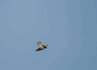 airplane in flight