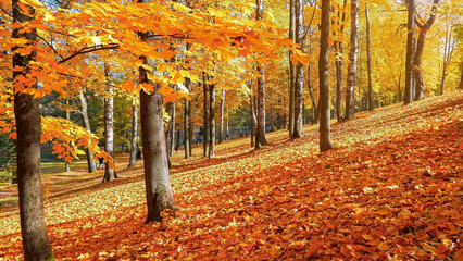 Autumn scene fall Trees background and leaves in sun light scene