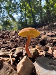 mushrooms in the forest