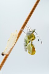 白バックに空の蛹の近くで竹串に捉まってしわしわの翅を乾かす一匹のモンシロチョウ、縦位置
