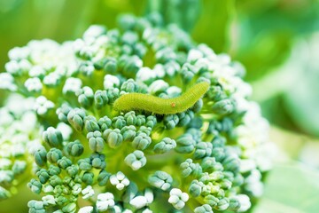 家庭菜園のブロッコリーの房の上を這う一匹の緑色のモンシロチョウの幼虫