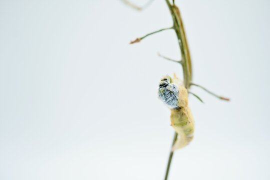 白背景に小松菜の細く枯れた茎に固定したサナギの背中が割れ羽化する最中のモンシロチョウ