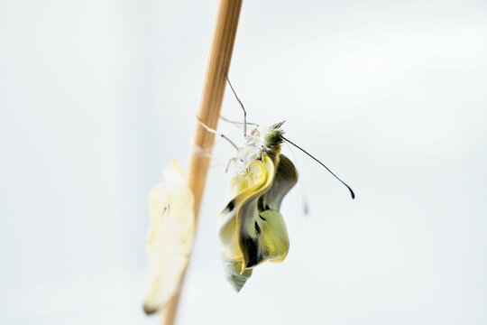 白バックに空の蛹のついた竹串を上る羽化したてのまだ翅のしわしわなモンシロチョウ