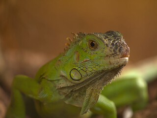 iguana verde viendo a la cámara de perfil