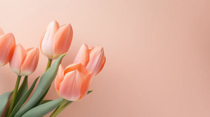 tulips flower on the pastel color