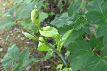 Ashitaba ( Angelica keiskei ). Apiaceae green and yellow vegetable native to Japan. It is strong, grows quickly, has great vitality, and is highly nutritious.