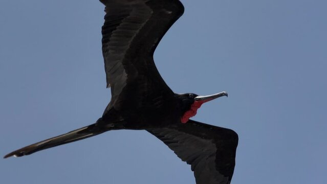 Magnificent frigatebird, Fregata magnificens, a big black sea bird with a characteristic red gular sac, Frigate bird soaring in the clear blue sky over a cruise ship at the coastline of the Galapagos 