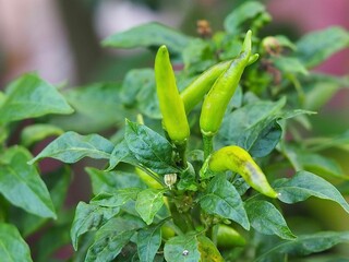 A photo of a diseased chili plant with plant pests.