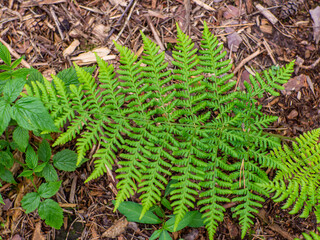 Fresh green fern leaves in the forest. Close up of fern fronds, common polypody. Botanical lush foliage texture background for eco design with space for text. Selective focus.