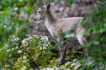 Naklejka na ściany i meble Young alpine ibex in the Alps