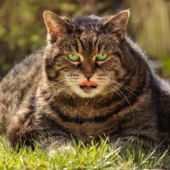 Naklejka na ściany i meble Chubby tabby cat lying on grass and sticking the tongue out