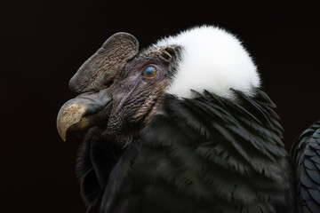 Closeup portrait of a male Andean condor