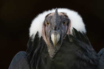 Closeup portrait of a male Andean condor