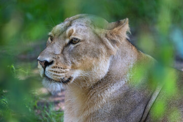 Closeup portrait of a female Asiatic lion