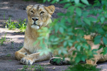 Closeup portrait of a female Asiatic lion behind a bush