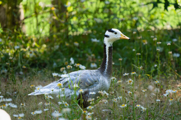 Closeup of a bar-headed goose in a meadow