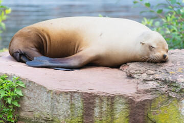 Californian sea lion resting on a rock
